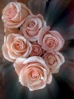 /album/fotogaleria-fotografia-macro/imagen-027-640x480-jpg/